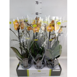 Phalaenopsis multi. 'Ant Las Vegas'