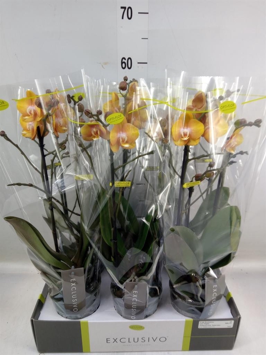 <h4>Phalaenopsis multi. 'Ant Las Vegas'</h4>