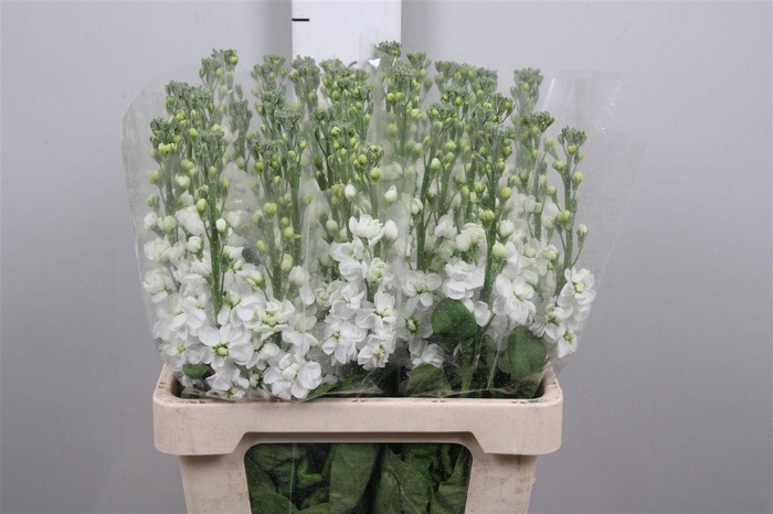 <h4>Matth Milla White</h4>