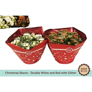 Kalanchoe Double Red + White - Christmas + Glitter