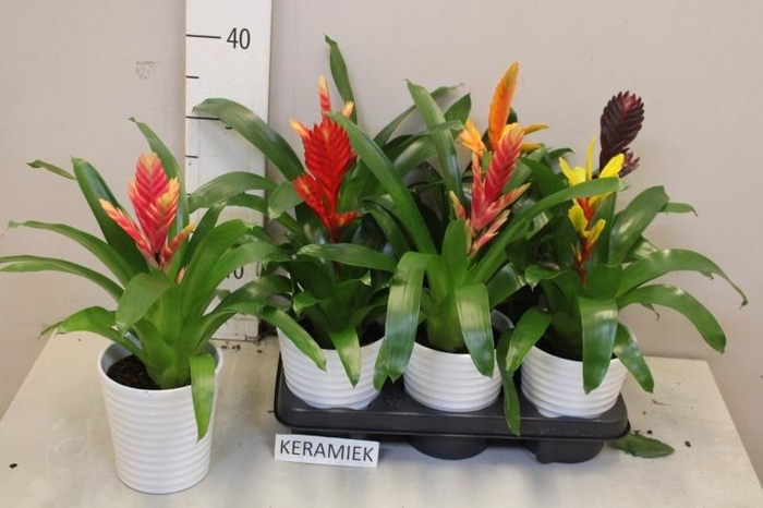 <h4>VRIES GEM 5 SRT</h4>