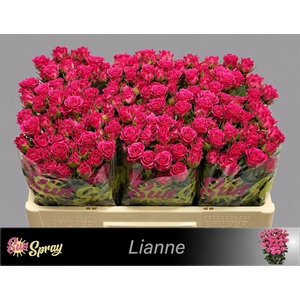 R TR LIANNE