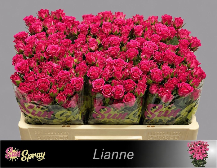 <h4>R TR LIANNE</h4>