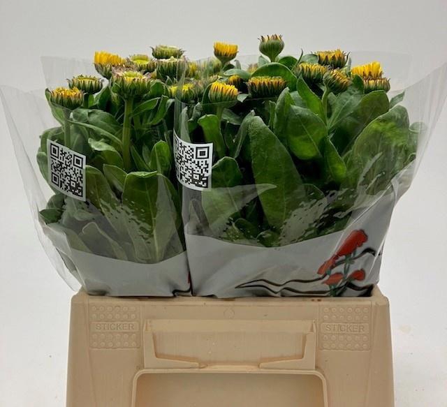 <h4>CALEND SONS GELB</h4>