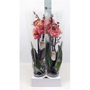 Phalaenopsis   ...orange