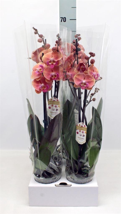<h4>Phalaenopsis   ...orange</h4>