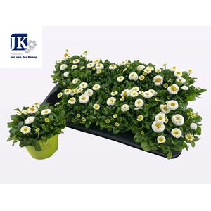 BELLIS P KL RU WHITE