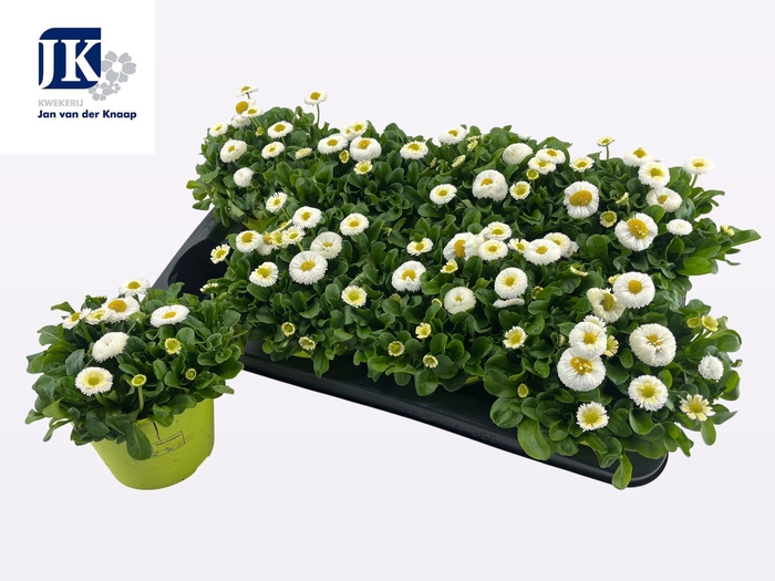 <h4>BELLIS P KL RU WHITE</h4>