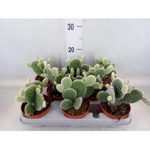 Opuntia microdasys 'Albispina'