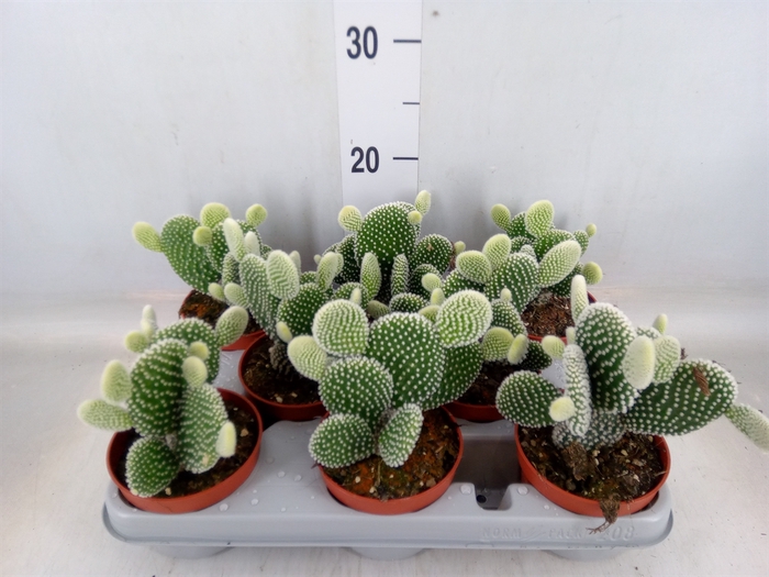 <h4>Opuntia microdasys 'Albispina'</h4>