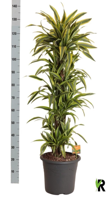 <h4>DRA DE LEMON LIME</h4>