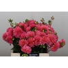 Dahlia Doris Duke