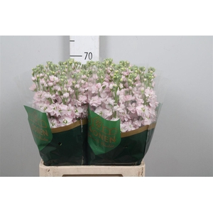Matth Milla Light Pink
