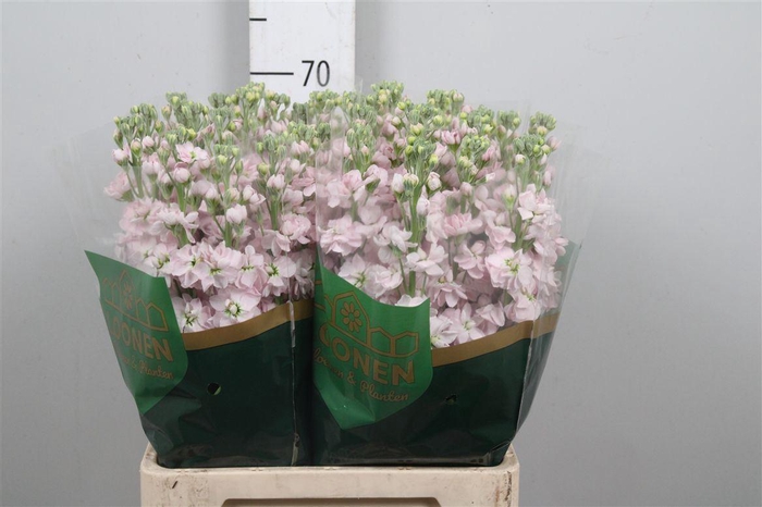 <h4>Matth Milla Light Pink</h4>