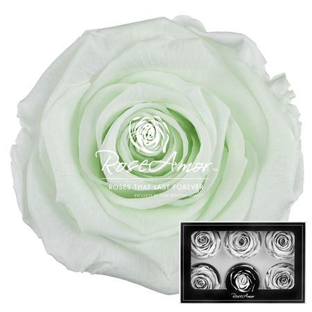 <h4>Lplus Gre89</h4>