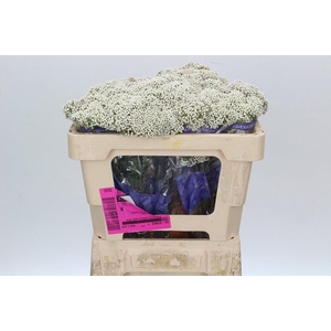 Ozothamnus Cooks Snow White