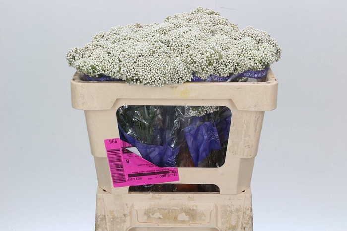 Ozothamnus Cooks Snow White