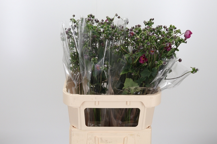 <h4>Anemone Overig</h4>