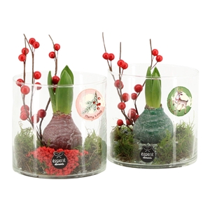 61572: X-mas arrangement