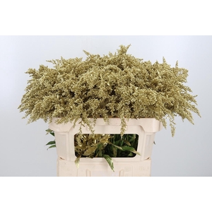 Solidago Kl Bh Goud
