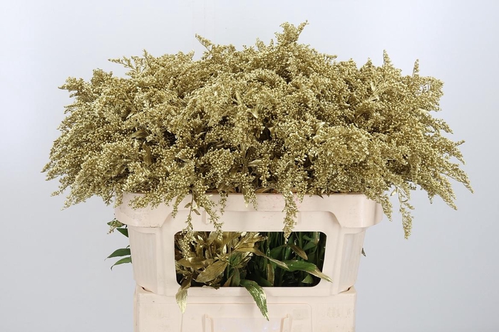 <h4>Solidago Kl Bh Goud</h4>