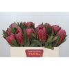 Protea Red Ice