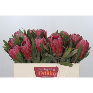 Protea Red Ice