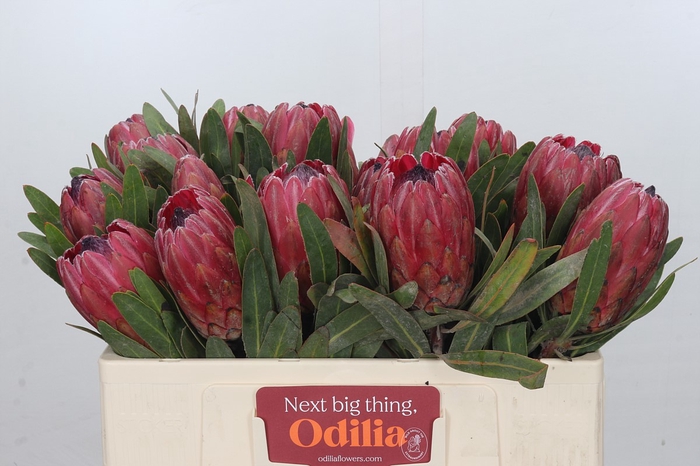 <h4>Protea Red Ice</h4>