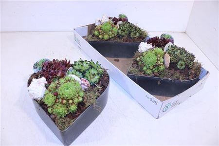 <h4>ARR SEMPERVIVUM</h4>