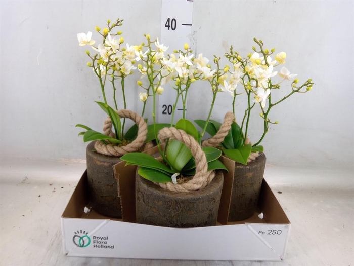 <h4>Arr.   Kamerplant Groen L%</h4>