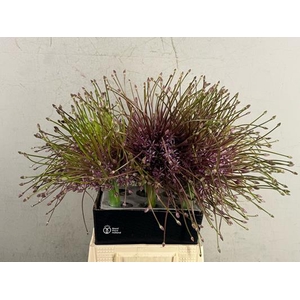 Allium Schubertii