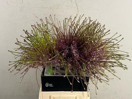 <h4>Allium Schubertii</h4>