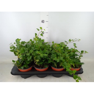 Hedera helix 'Wonder'