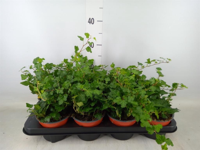 <h4>Hedera helix 'Wonder'</h4>