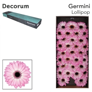 GE MI LOLLIPOP Doos x60