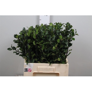 Ilex Bl M Blu Prince