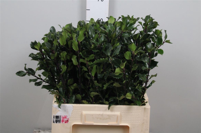 <h4>Ilex Bl M Blu Prince</h4>