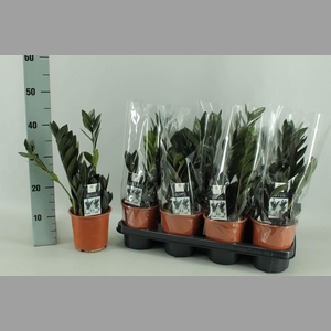 Zamioculcas zamiifolia 'Dowon'