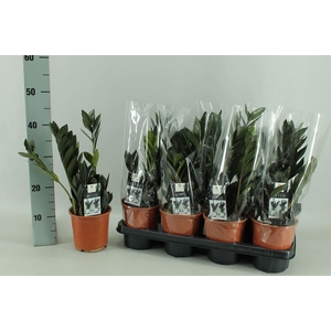 Zamioculcas zamiifolia 'Dowon'