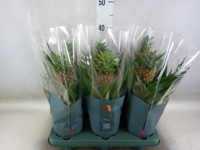 <h4>Ananas  'Mi Amigo'</h4>