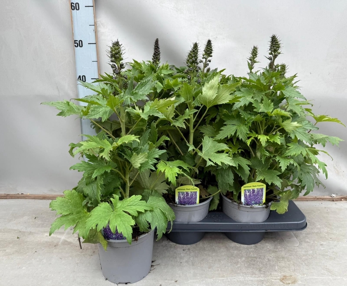 <h4>Delphinium   ...</h4>