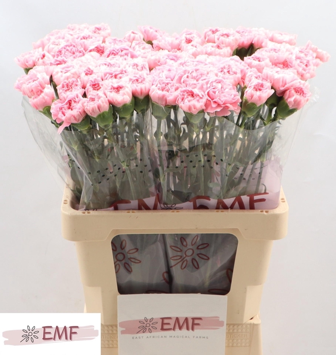 <h4>DI ST JULIA</h4>