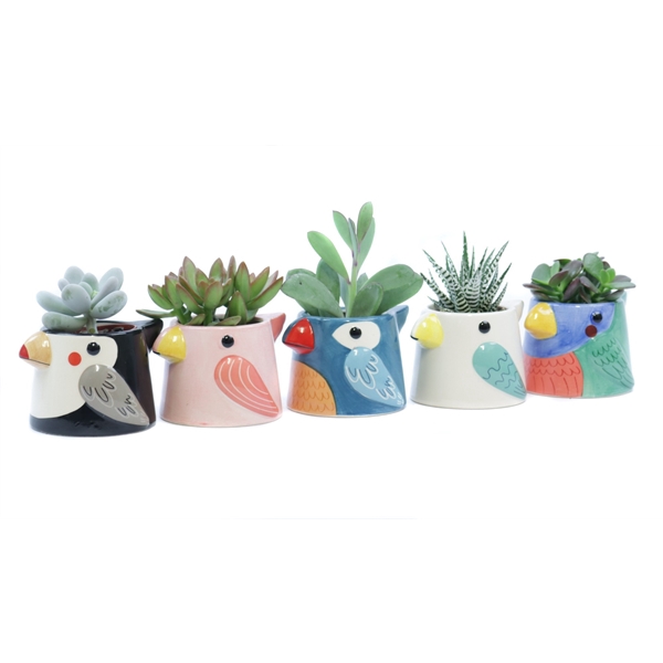 <h4>Succulent 5,5 cm in tanager bird planter</h4>