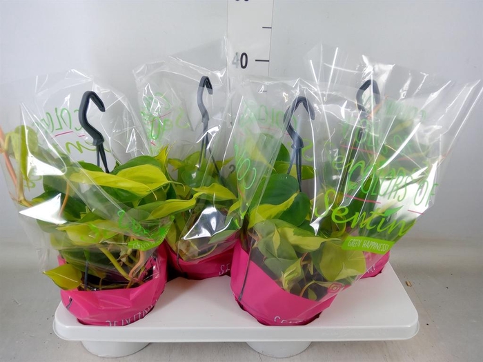 <h4>Philodendron scand. 'Brasil'</h4>