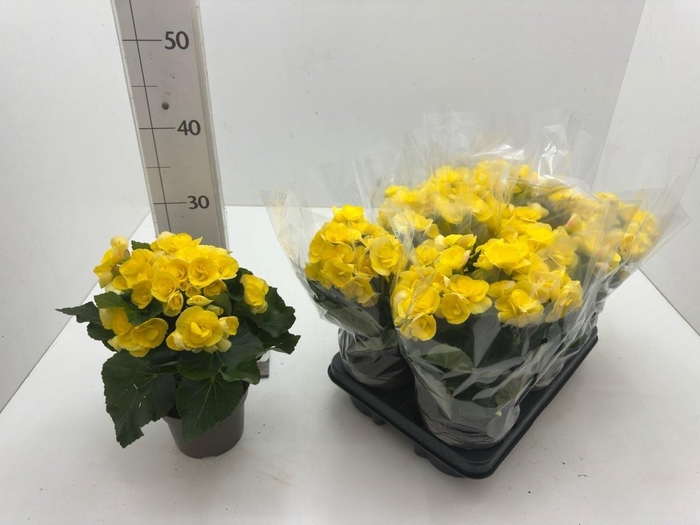 <h4>BEG HL REBECCA</h4>