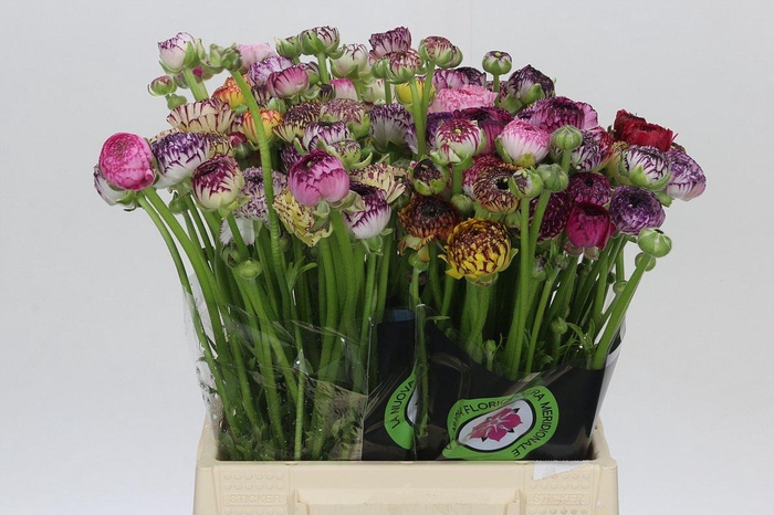 <h4>Ranunculus Elegance Cappucino Mix</h4>