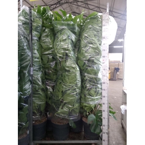 Monstera pertusum