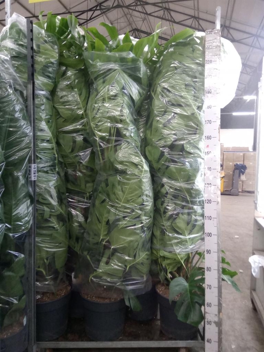 <h4>Monstera pertusum</h4>