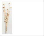 <h4>DF Twig Bakuli Shola Bld/L</h4>