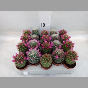 Cactus   ...flowering mix